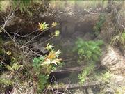 Marievale Shaft 1, East Rand Basin (photo by J Jay, April 2013)